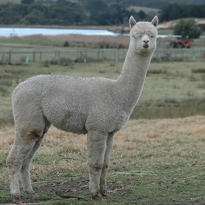 Alpaca (Vicugna pacos)