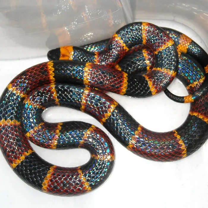 Eastern coral snake (Micrurus fulvius)