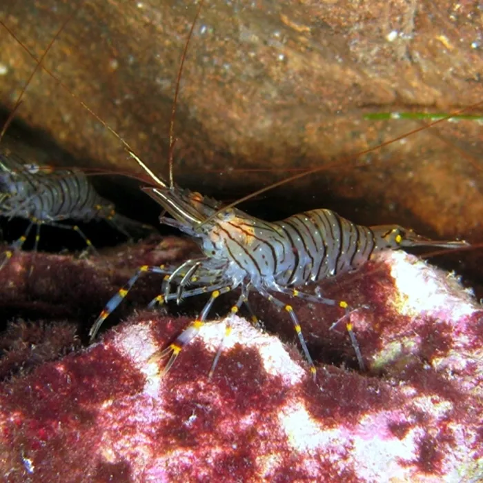 Gambero comune (Palaemon serratus)
