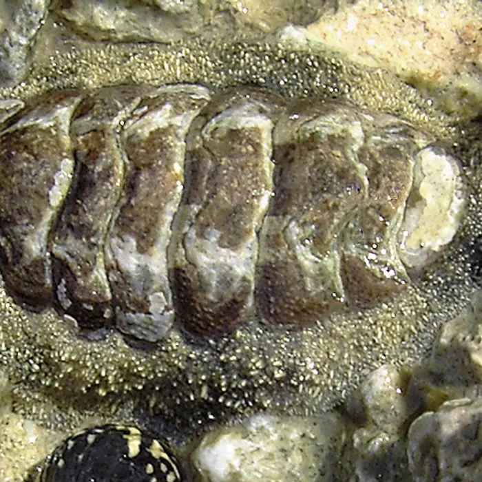 Chitone (Acanthopleura granulata)