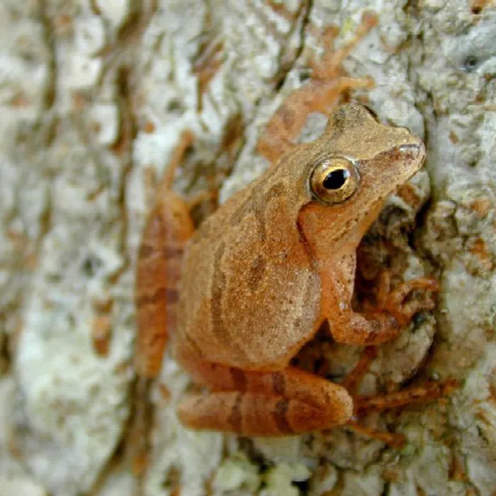 Raganella grillo primaverile (Pseudacris crucifer)