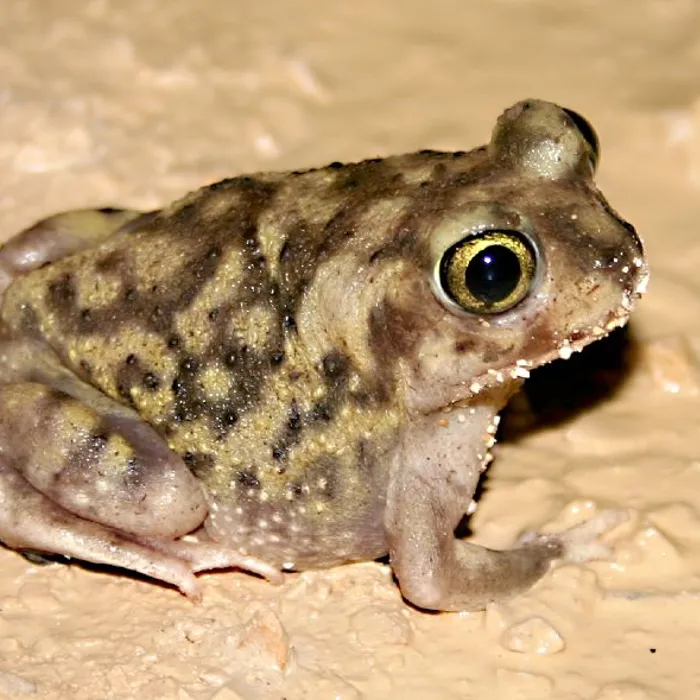 Rospo dai piedi a vanga di Couch (Scaphiopus couchii)