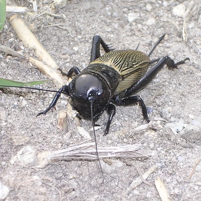 Field cricket (Gryllus campestris)