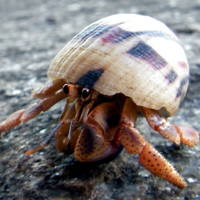 Paguro bernardo (Pagurus bernhardus)