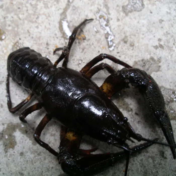 Gambero di fiume europeo (Astacus astacus)
