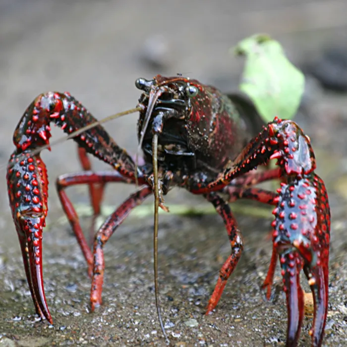 Gambero rosso della Louisiana (Procambarus clarkii)