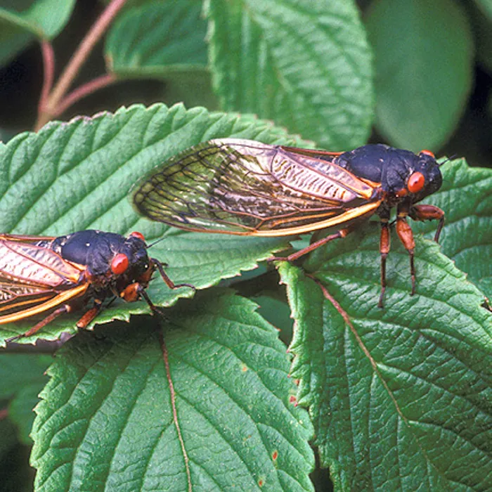 Cicala periodica (Magicicada septendecim)