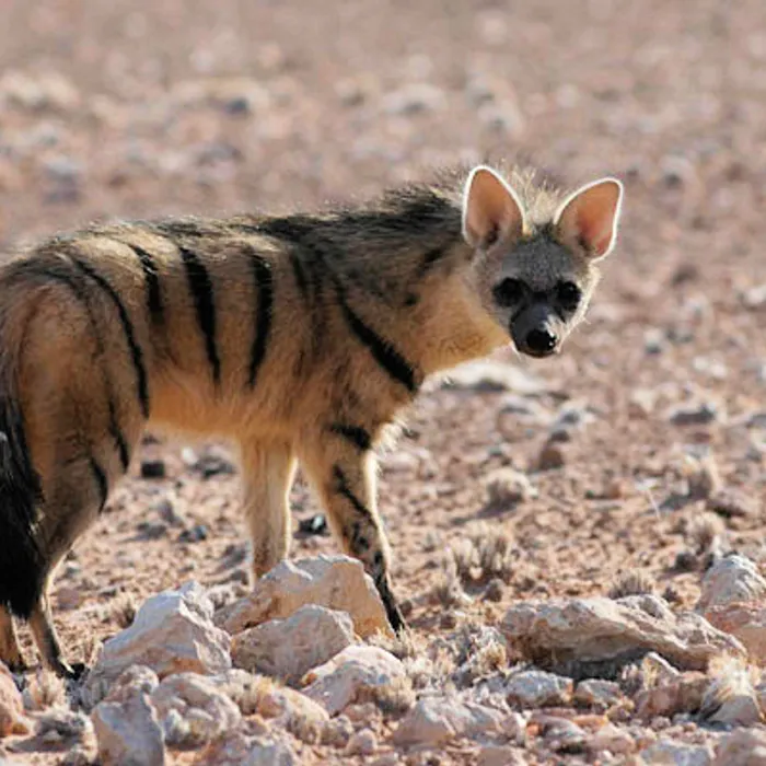Aardwolf (Proteles cristatus)