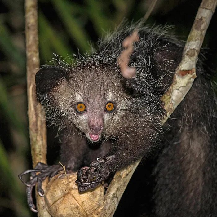 Aye-aye (Daubentonia madagascariensis)