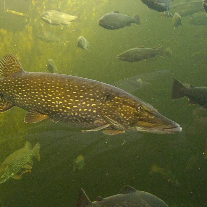 Luccio (Esox lucius)