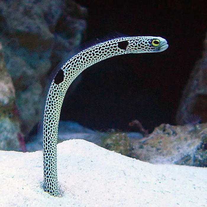 Anguilla giardiniera maculata (Heteroconger hassi)