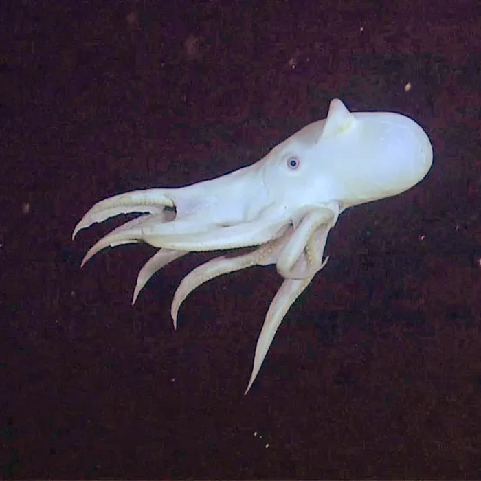Polpo dumbo (Grimpoteuthis bathynectes)