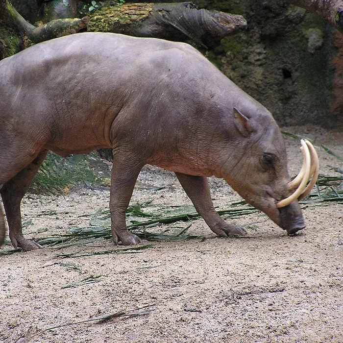 Babirussa (Babyrousa celebensis)