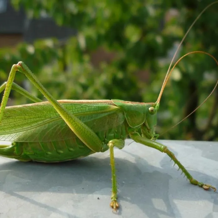 Cavalletta verde (Tettigonia viridissima)