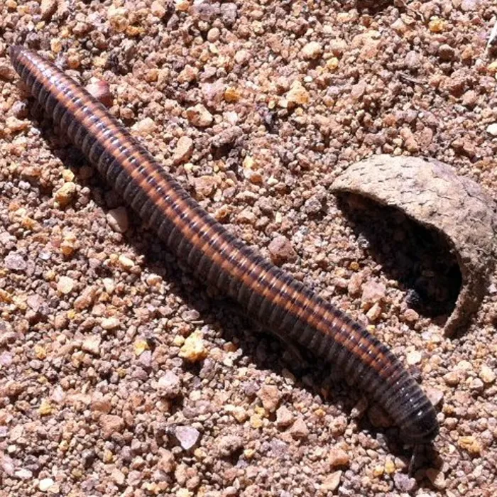 Millepiedi comune (Ommatoiulus sabulosus)