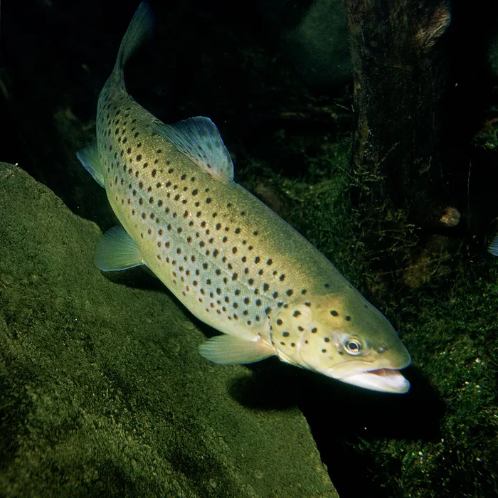 Brown trout (Salmo trutta)