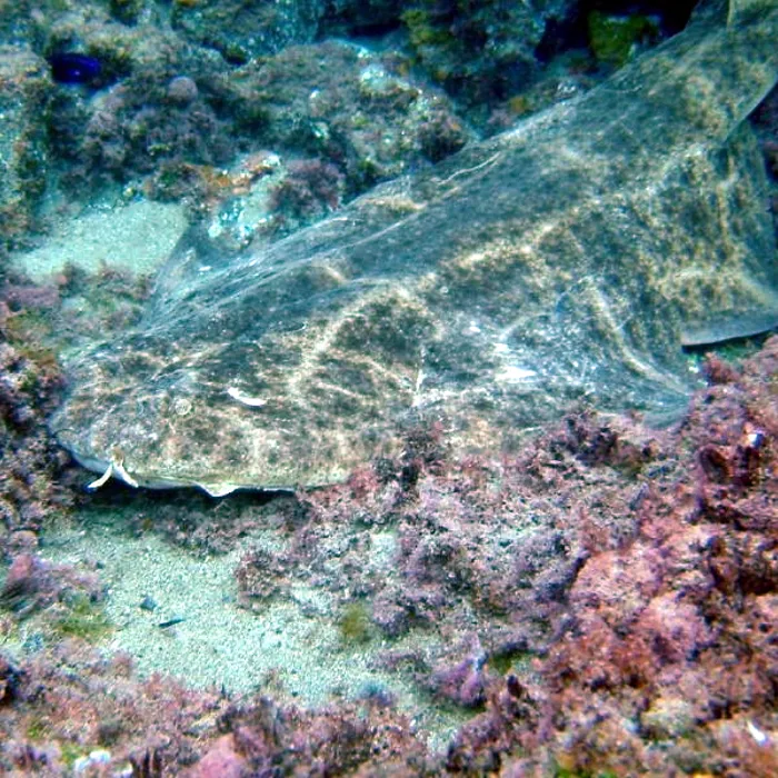 Common angelshark (Squatina squatina)