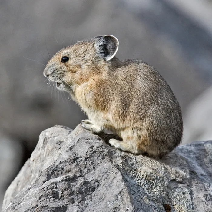 American pika (Ochotona princeps)
