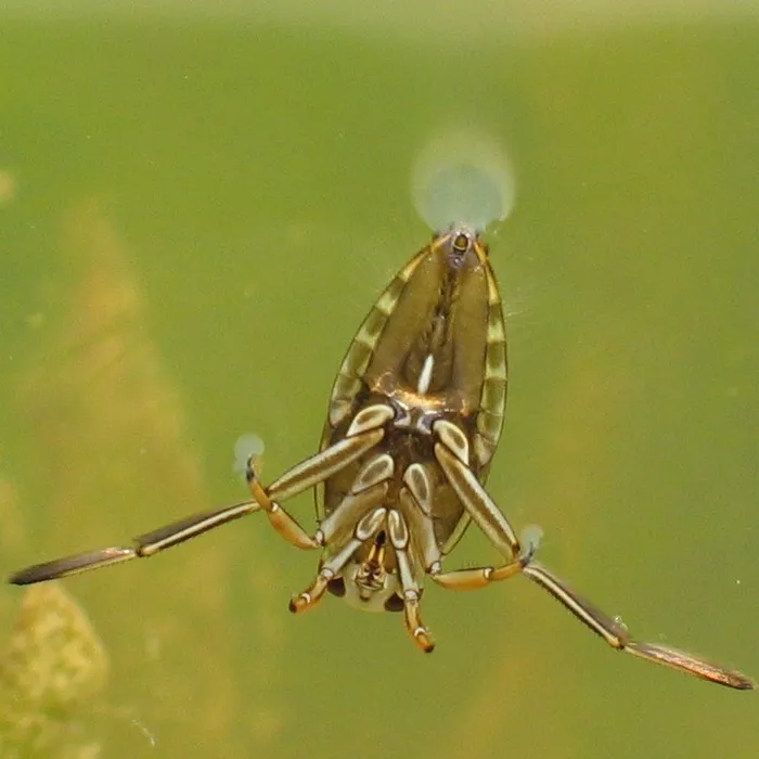 Common backswimmer (Notonecta glauca)