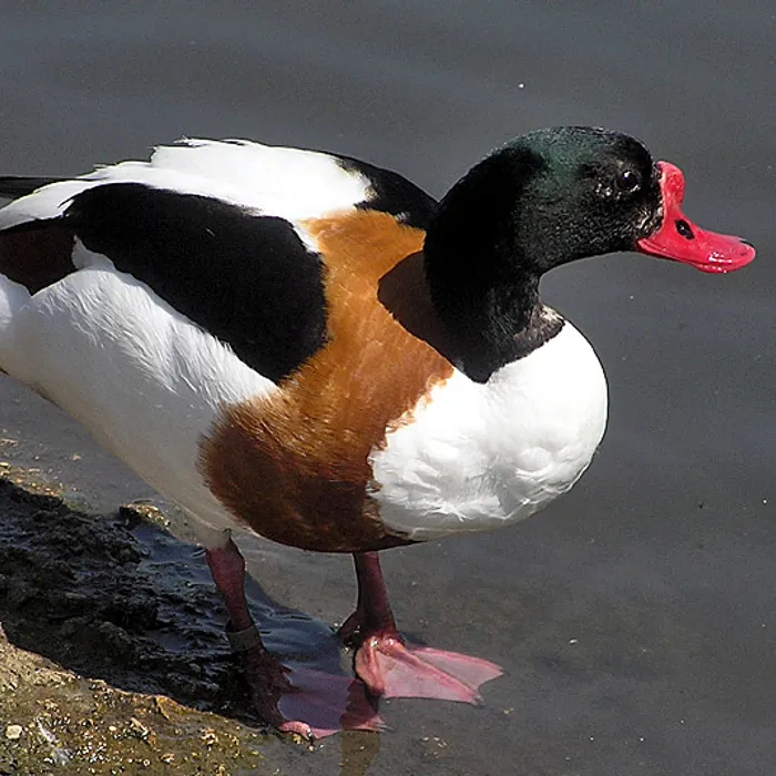 Common shelduck (Tadorna tadorna)