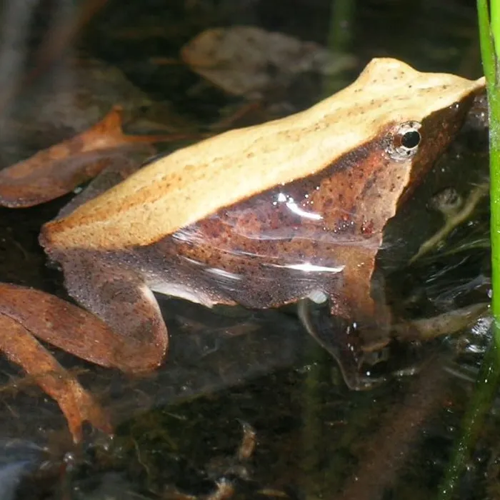 Rana di Darwin (Rhinoderma darwinii)