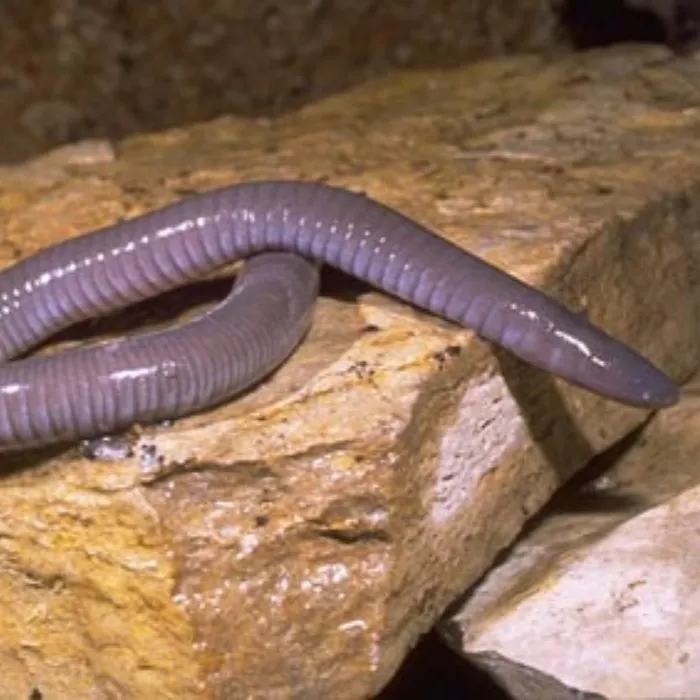 Cecilia messicana (Dermophis mexicanus)