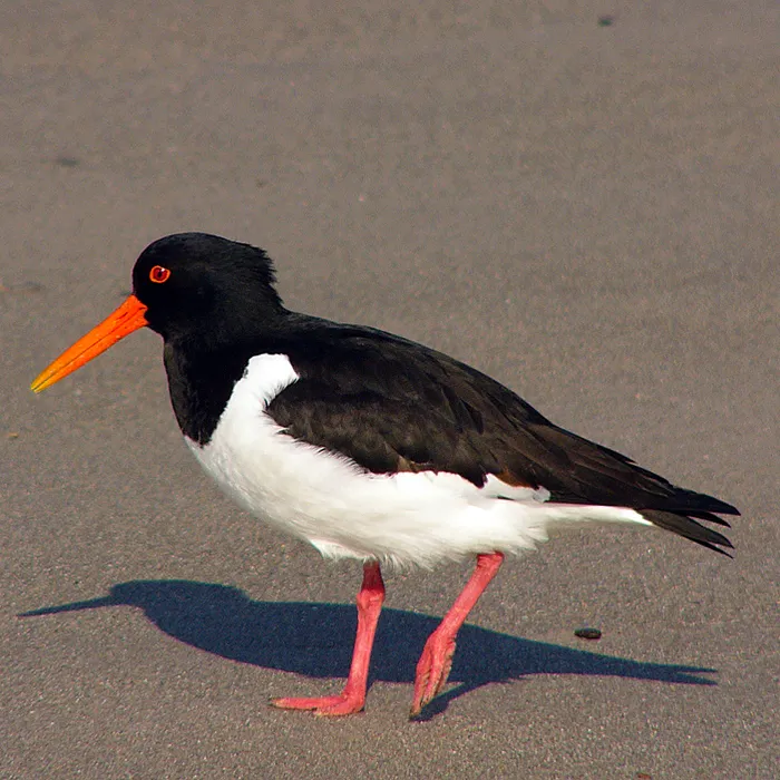 Beccaccia di mare (Haematopus ostralegus)
