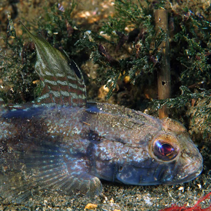 Ghiozzo nero (Gobius niger)