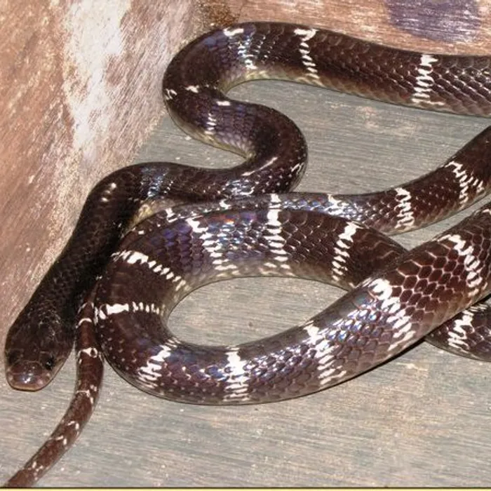 Common krait (Bungarus caeruleus)