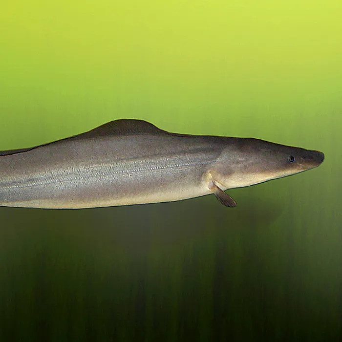 Pesce coltello del Nilo (Gymnarchus niloticus)