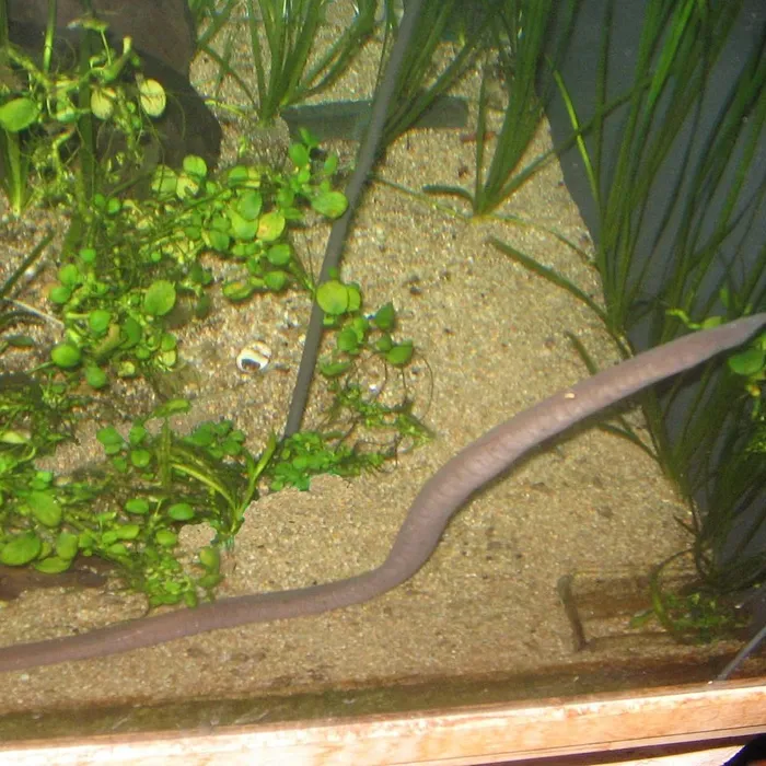 Cecilia acquatica (Typhlonectes natans)