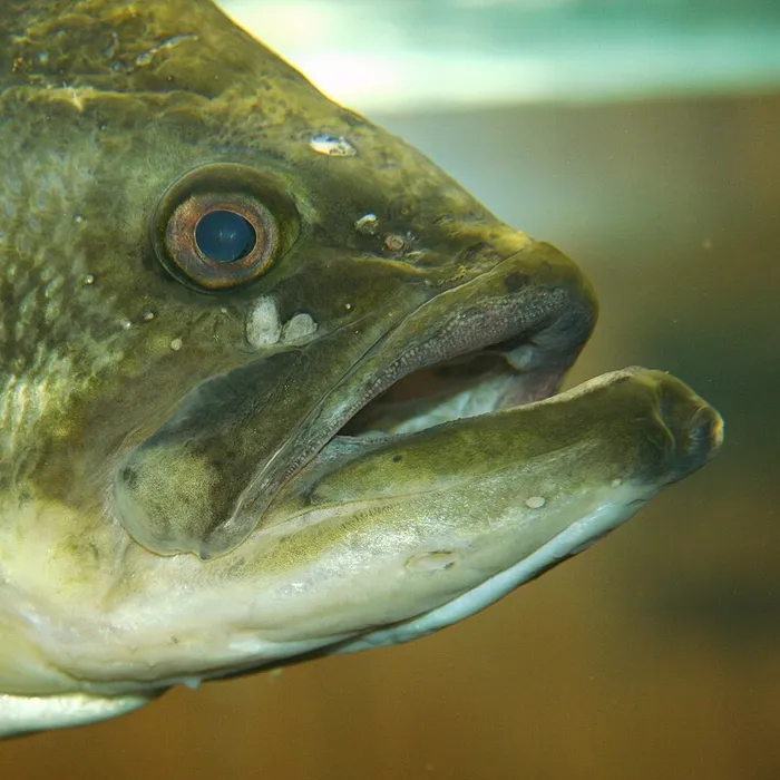Persico trota (Micropterus salmoides)
