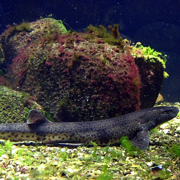 Gattuccio comune (Scyliorhinus canicula)