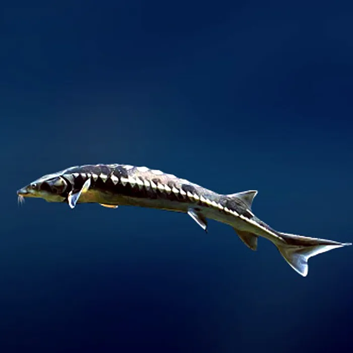 European sea sturgeon (Acipenser sturio)