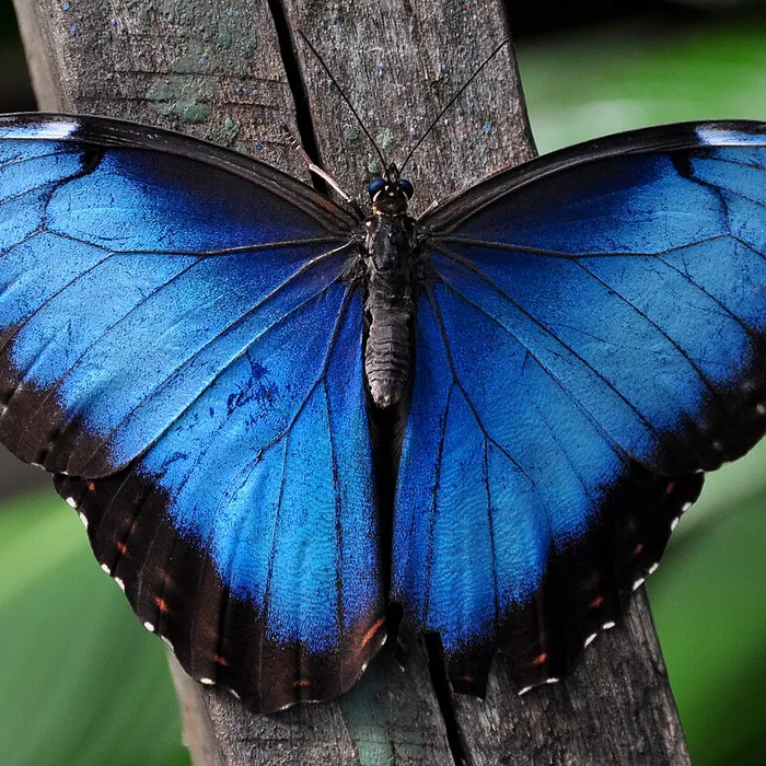 Farfalla morpho blu (Morpho menelaus)
