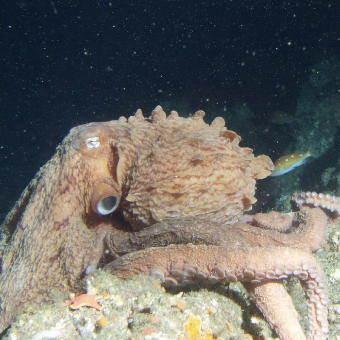 Polpo gigante del Pacifico (Enteroctopus dofleini)