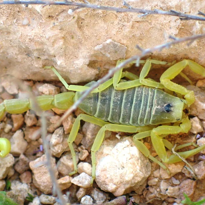 Scorpione della morte (Leiurus quinquestriatus)