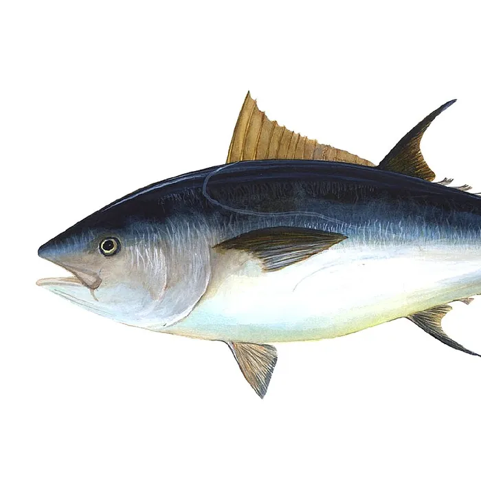 Atlantic bluefin tuna (Thunnus thynnus)