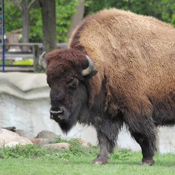 Bisonte americano (Bison bison)