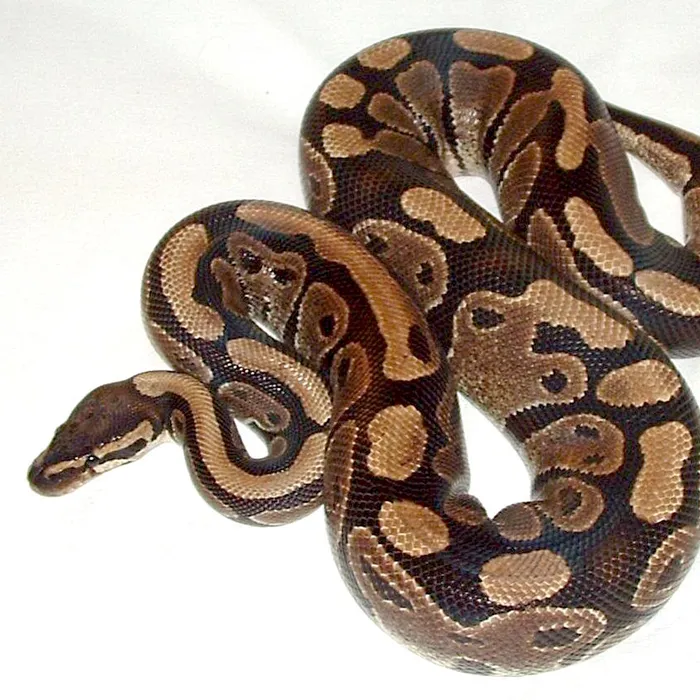 Pitone reale (Python regius)