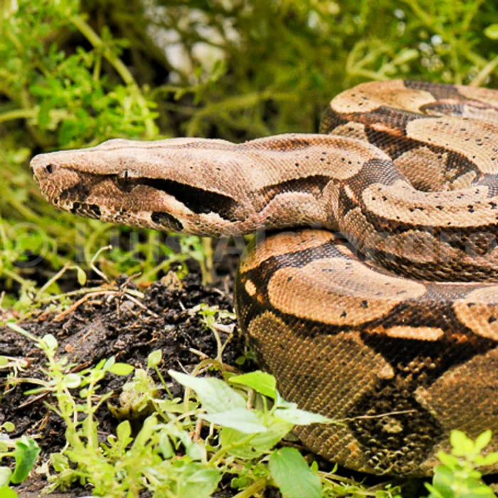 Boa constrictor (Boa constrictor)