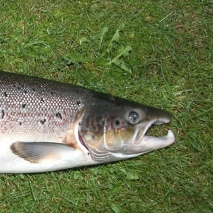 Salmone atlantico (Salmo salar)