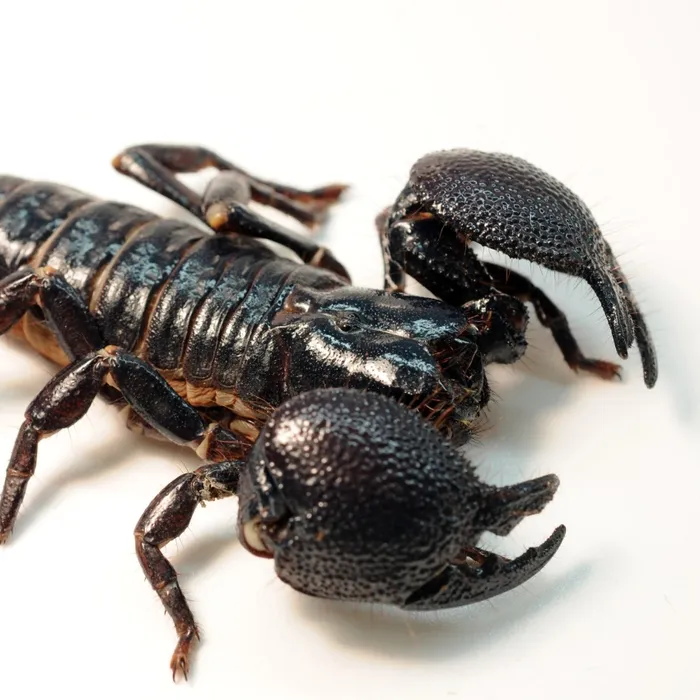 Scorpione imperatore (Pandinus imperator)