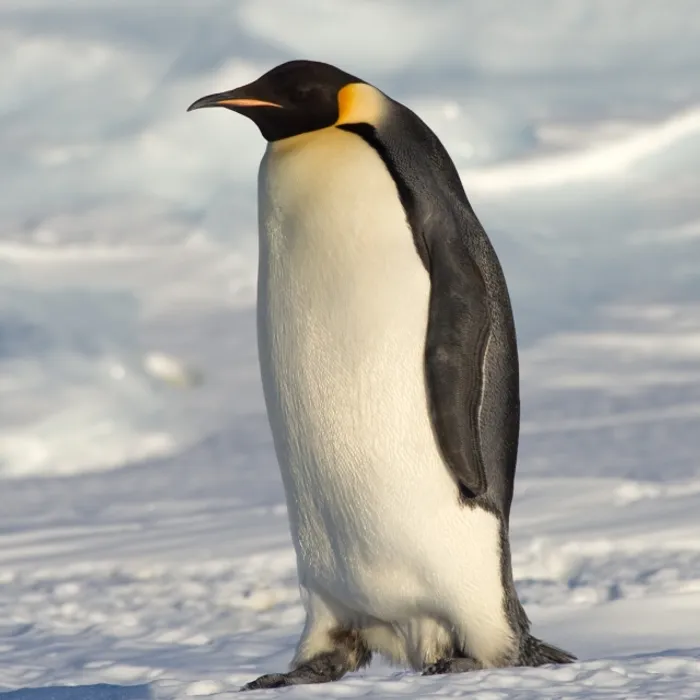 Pinguino imperatore (Aptenodytes forsteri)