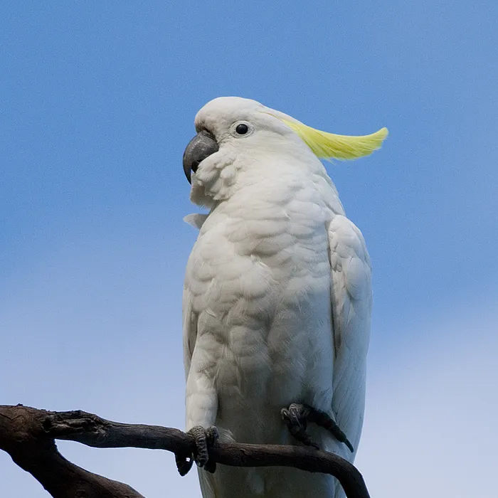 Cacatua ciuffogiallo (Cacatua galerita)