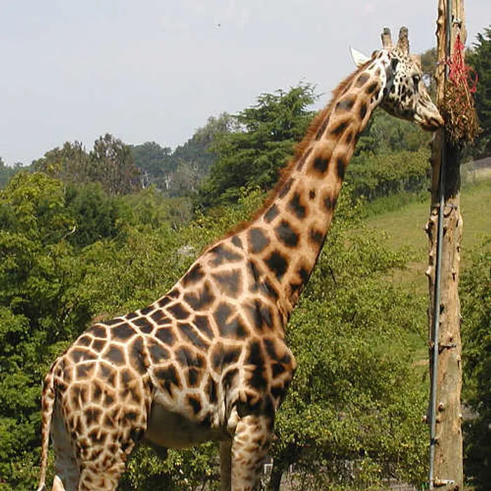 Giraffa (Giraffa camelopardalis)