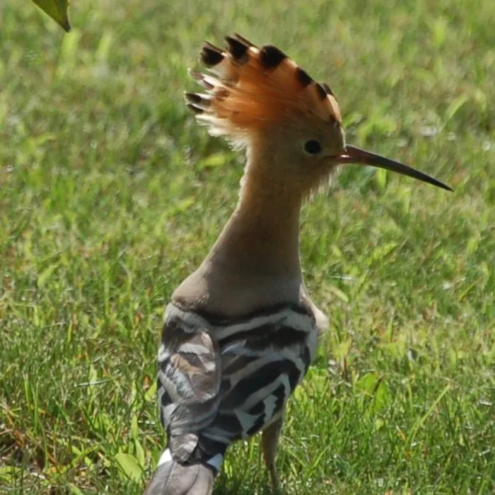 Eurasian hoopoe (Upupa epops)