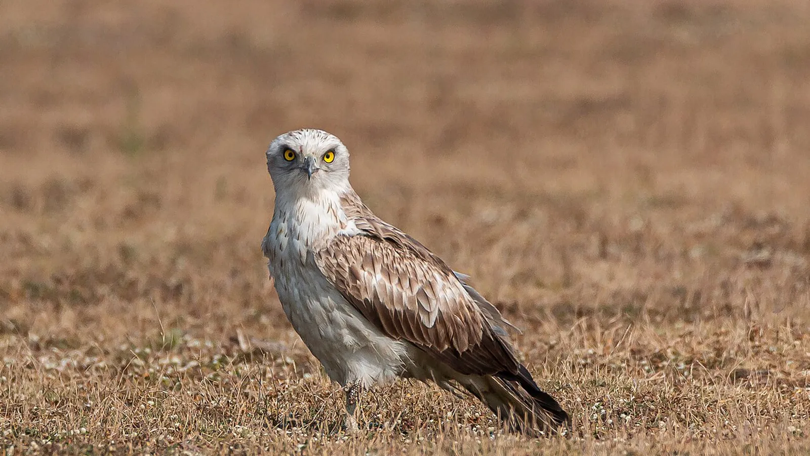 Biancone (Circaetus gallicus)