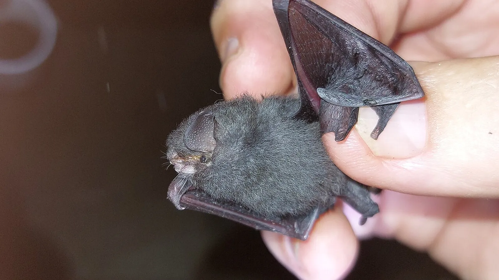 Pipistrello fumoso (Furipterus horrens)