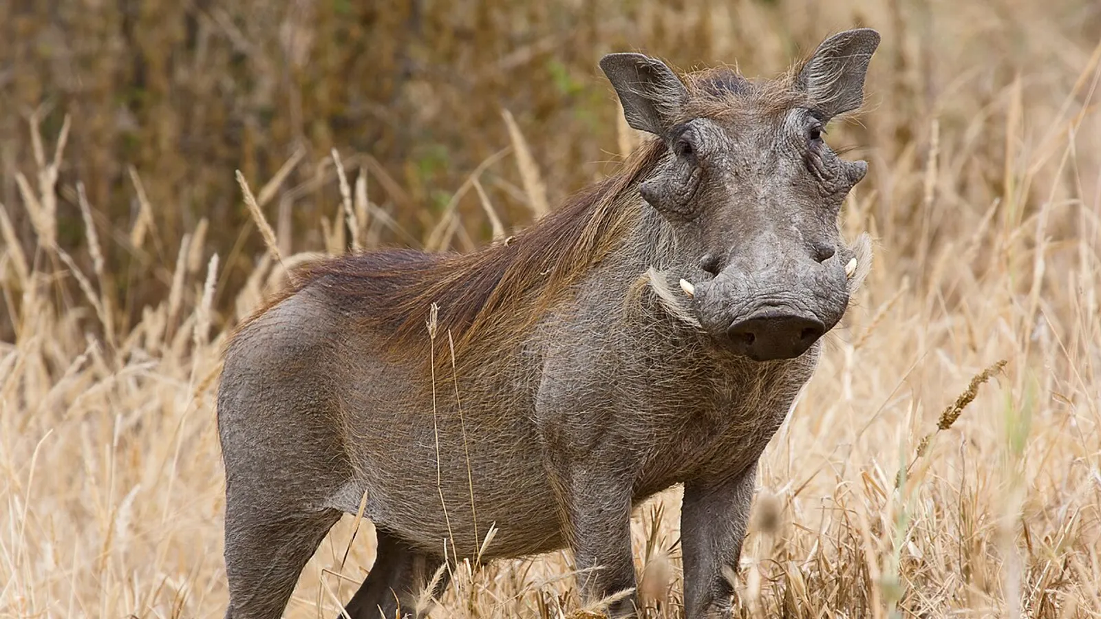 Facocero (Phacochoerus africanus)